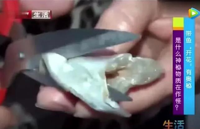 甲醛浸泡過(guò)的帶魚(yú)一碰熱油就扭曲、炸裂“開(kāi)花”，千萬(wàn)別買(mǎi)別吃