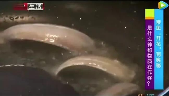 甲醛浸泡過(guò)的帶魚(yú)一碰熱油就扭曲、炸裂“開(kāi)花”，千萬(wàn)別買(mǎi)別吃