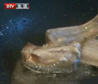 甲醛浸泡過(guò)的帶魚(yú)一碰熱油就扭曲、炸裂“開(kāi)花”，千萬(wàn)別買(mǎi)別吃