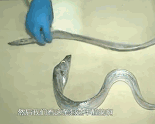 甲醛浸泡過(guò)的帶魚(yú)一碰熱油就扭曲、炸裂“開(kāi)花”，千萬(wàn)別買(mǎi)別吃