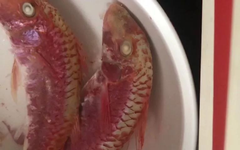 無良商販用色素給三蘇紅魚上色，用手輕輕一摸，手還會被染紅