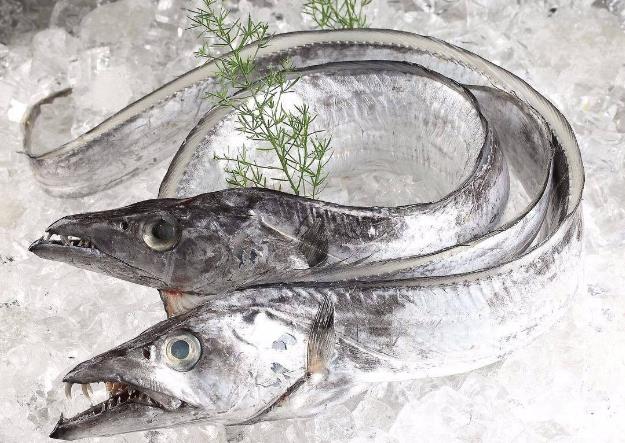 為什么帶魚(yú)不能人工養(yǎng)殖？帶魚(yú)是深海魚(yú)嗎？有什么營(yíng)養(yǎng)價(jià)值