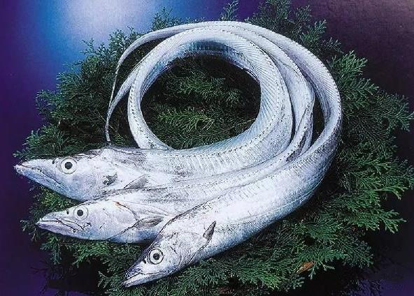 為什么帶魚(yú)不能人工養(yǎng)殖？帶魚(yú)是深海魚(yú)嗎？有什么營(yíng)養(yǎng)價(jià)值