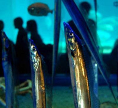 為什么帶魚(yú)不能人工養(yǎng)殖？帶魚(yú)是深海魚(yú)嗎？有什么營(yíng)養(yǎng)價(jià)值