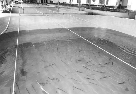 為什么帶魚(yú)不能人工養(yǎng)殖？帶魚(yú)是深海魚(yú)嗎？有什么營(yíng)養(yǎng)價(jià)值