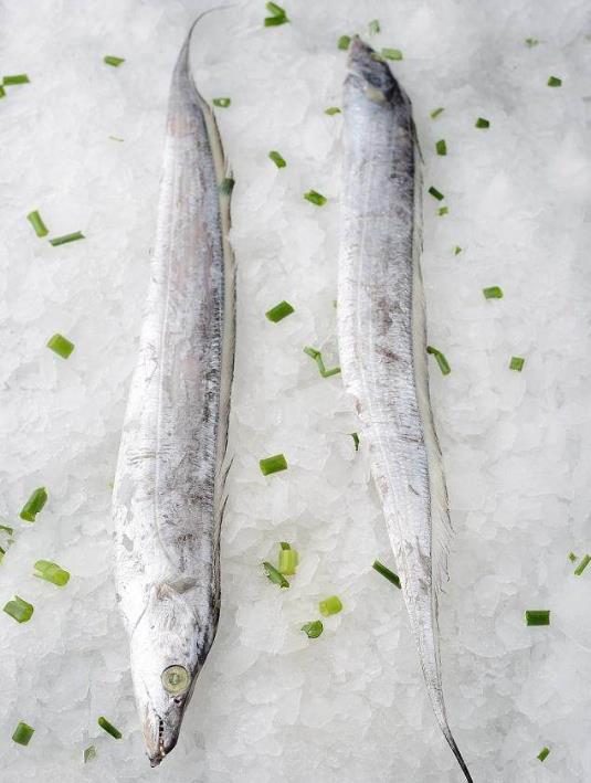 為什么帶魚(yú)不能人工養(yǎng)殖？帶魚(yú)是深海魚(yú)嗎？有什么營(yíng)養(yǎng)價(jià)值