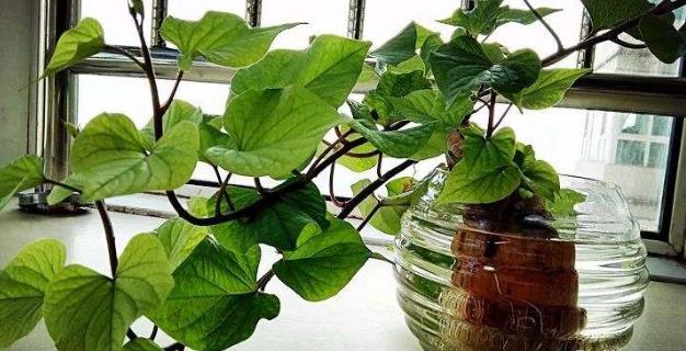 土豆發(fā)芽不能吃了就得扔掉？四種巧用發(fā)芽土豆的實(shí)用小妙招