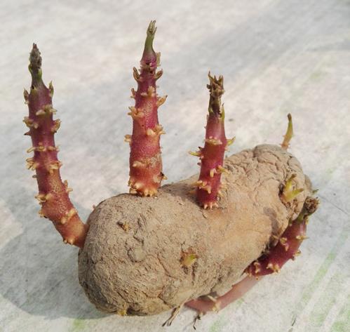 土豆發(fā)芽了還能吃嗎？剛發(fā)芽的土豆可以吃嗎