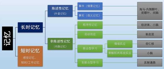 為什么你不記得嬰幼兒時期發(fā)生的事情？記憶會一直保留到離開人世嗎