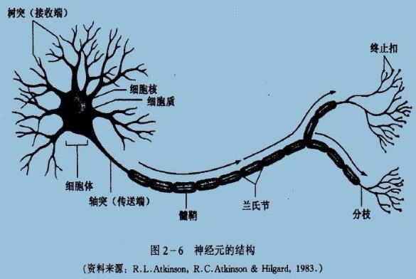 為什么你不記得嬰幼兒時期發(fā)生的事情？記憶會一直保留到離開人世嗎